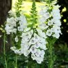 Roots Plants Foxglove 'Dalmatian White' | Digitalis Perennials