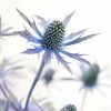 Roots Plants Eryngium 'Blue Hobbit'