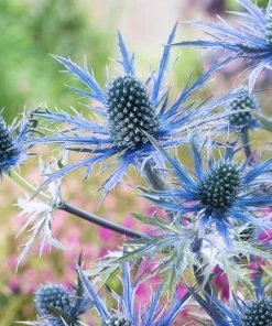 Roots Plants Eryngium 'Blue Hobbit'
