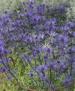 Roots Plants Perennials Eryngium 'Lapis Blue' | 1L Pot