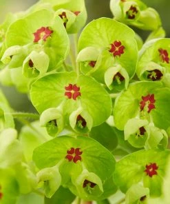 Roots Plants Perennials Euphorbia 'Ascot Rainbow'