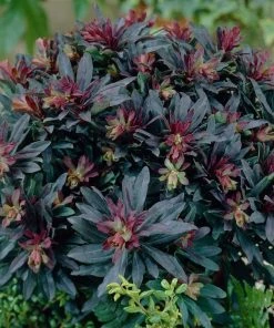 Roots Plants Perennials Euphorbia Purpurea