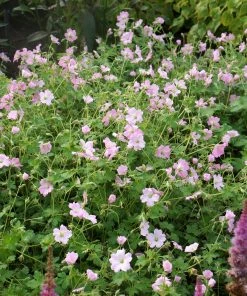 Roots Plants Geraniums & Pelargoniums Geranium 'Dreamland'