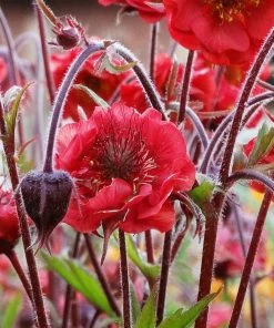 Roots Plants Geum 'Flames Of Passion' | 10.5cm Pot