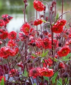 Roots Plants Geum 'Flames Of Passion' | 10.5cm Pot