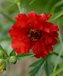 Roots Plants Perennials Geum 'Pink Petticoats'
