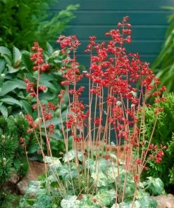 Roots Plants Perennials Heuchera'Ruby Bells' | 10.5cm Pot