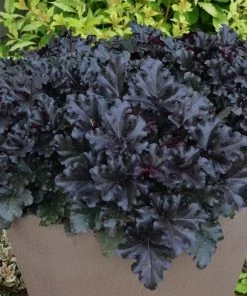 Roots Plants Perennials Heuchera Black Pearl' | 3L Pot