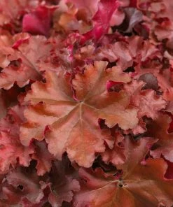 Roots Plants Perennials Heuchera 'Indian Summer Boysenberry' | 3L Pot