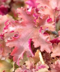 Roots Plants Perennials Heuchera 'Marmalade'