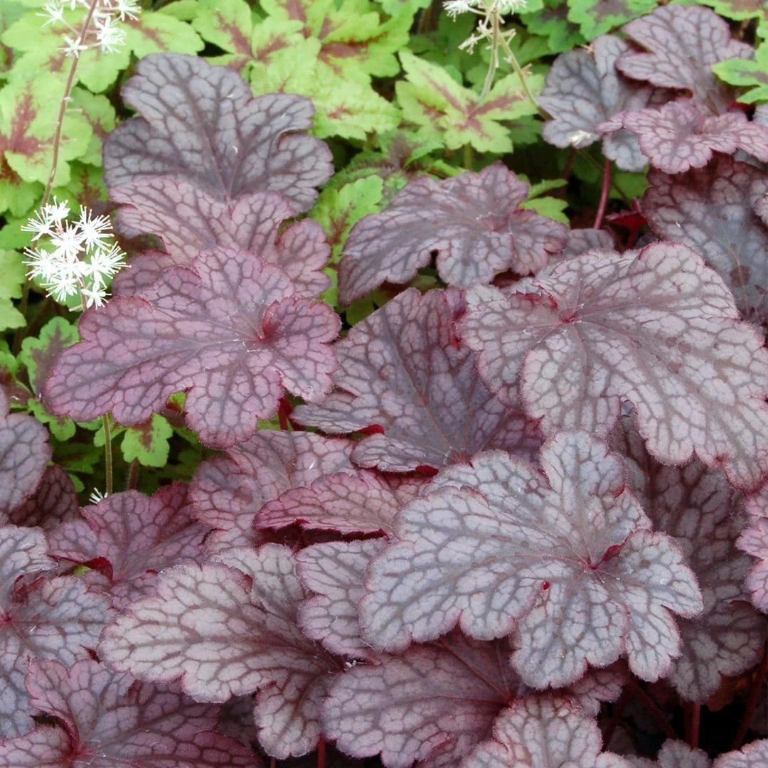 Roots Plants Heuchera 'Plum Pudding' 5 Roots Plants Heuchera 'Plum Pudding'