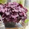 Roots Plants Heuchera 'Wild Rose' | 3L Pot