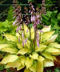 Roots Plants Perennials Hosta Collection | 6 X 1L Pots