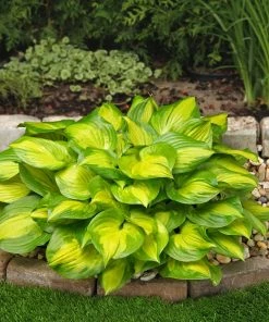 Roots Plants Perennials Hosta Collection | 6 X 1L Pots