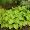 Roots Plants Perennials Hosta 'Stained Glass' | 1L Pot