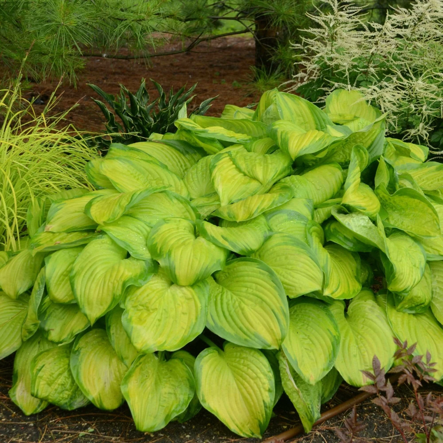 Roots Plants Perennials Hosta 'Stained Glass' | 1L Pot 3 Roots Plants Perennials Hosta 'Stained Glass' | 1L Pot