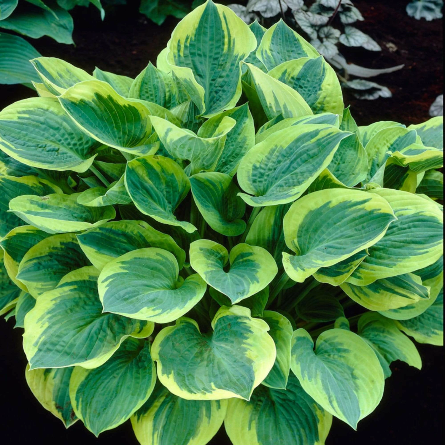 Roots Plants Perennials Hosta 'Stained Glass' | 1L Pot 4 Roots Plants Perennials Hosta 'Stained Glass' | 1L Pot