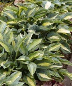 Roots Plants Perennials Hosta 'Stained Glass' | 1L Pot 7 Roots Plants Perennials Hosta 'Stained Glass' | 1L Pot