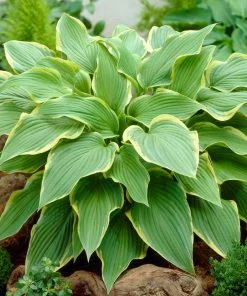 Roots Plants Hosta 'Wide Brim' | 1L Pot Perennials