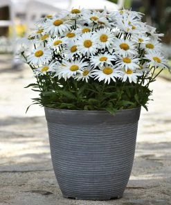 Roots Plants Leucanthemum'Madonna' | Shasta Daisy