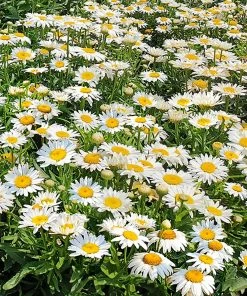 Roots Plants Best Perennial Plants Collections | Growers Choice Perennials 12 Roots Plants Best Perennial Plants Collections | Growers Choice Perennials