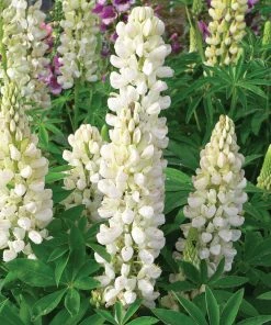 Roots Plants Lupin Legendary Shades Collection | 6 X 1L Pots 11 Roots Plants Lupin Legendary Shades Collection | 6 X 1L Pots