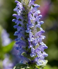 Roots Plants Perennials Catmint 'Blue Moon' | Nepeta | 10.5cm Pot