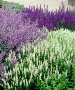 Roots Plants Catmint 'Faassenii' | Nepeta | 10.5cm Pot