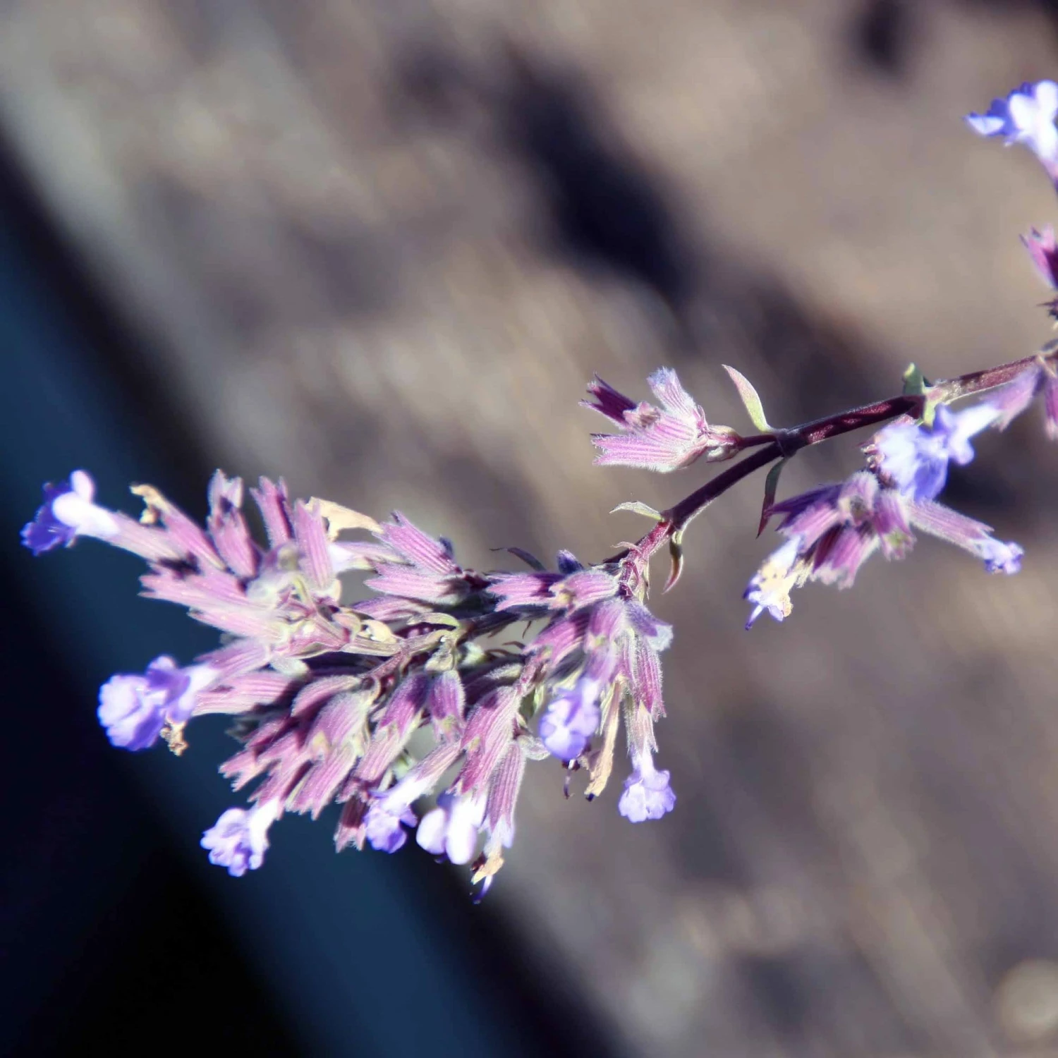 Roots Plants Perennials Catmint 'Purrsian Blue' | Nepeta 4 Roots Plants Perennials Catmint 'Purrsian Blue' | Nepeta