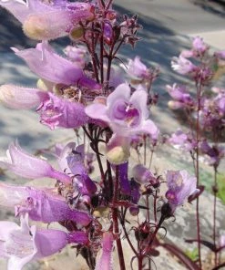 Roots Plants Perennials Penstemon 'Dark Towers' | 1L Pot