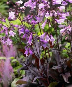 Roots Plants Perennials Penstemon 'Pristine Lilac Purple' | 10.5cm Pot
