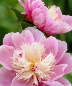 Roots Plants Peony 'Bowl Of Beauty' | 3L Pot Perennials