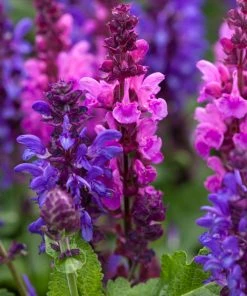 Roots Plants Perennials Salvia 'Blue Marvel'