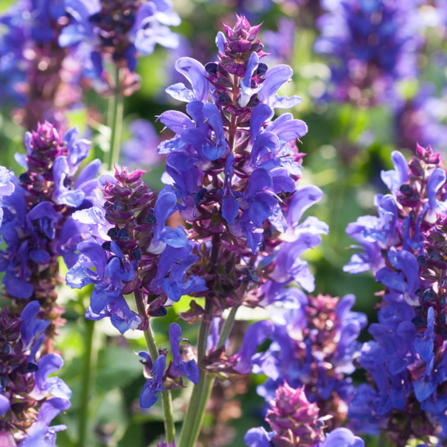 Roots Plants Perennials Salvia 'Blue Marvel' 4 Roots Plants Perennials Salvia 'Blue Marvel'