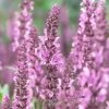 Roots Plants Perennials Salvia 'Fashionista Pretty In Pink' | 10.5cm Pot