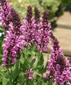 Roots Plants Salvia 'Rose Marvel' Perennials