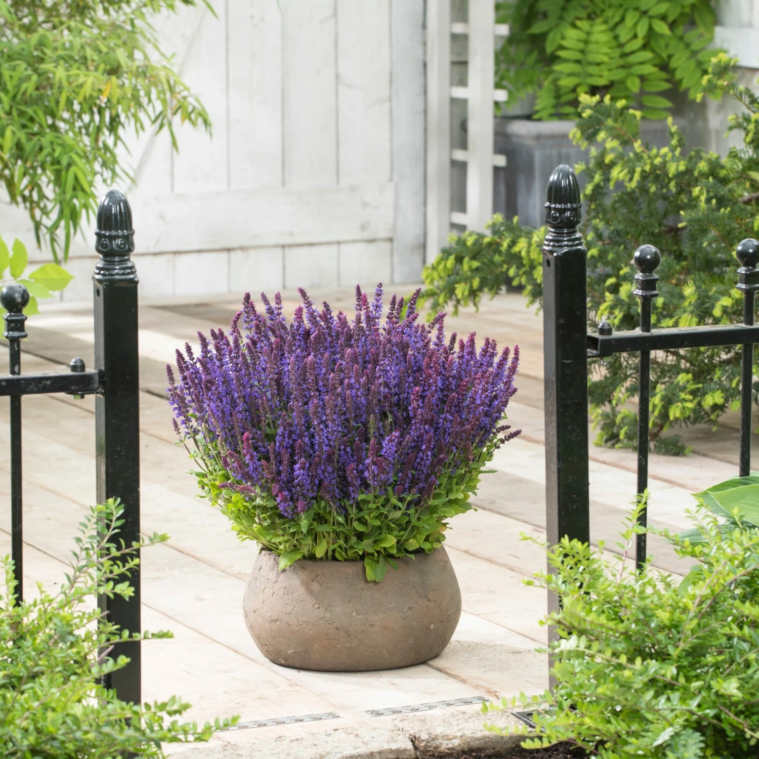 Roots Plants Perennials Salvia 'Synchro Blue' | 10.5cm Pot 3 Roots Plants Perennials Salvia 'Synchro Blue' | 10.5cm Pot