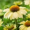 Roots Plants Echinacea 'Sombrero Lemon Yellow' Perennials