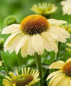 Roots Plants Echinacea 'Sombrero Lemon Yellow' Perennials