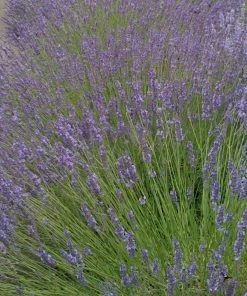 Roots Plants Perennials 15 Lavender Collection | Plug Plants