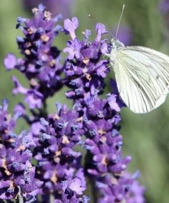 Roots Plants Lavender 'Grosso'
