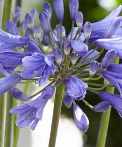 Roots Plants Agapanthus 'Ever Sapphire' 3L Pot