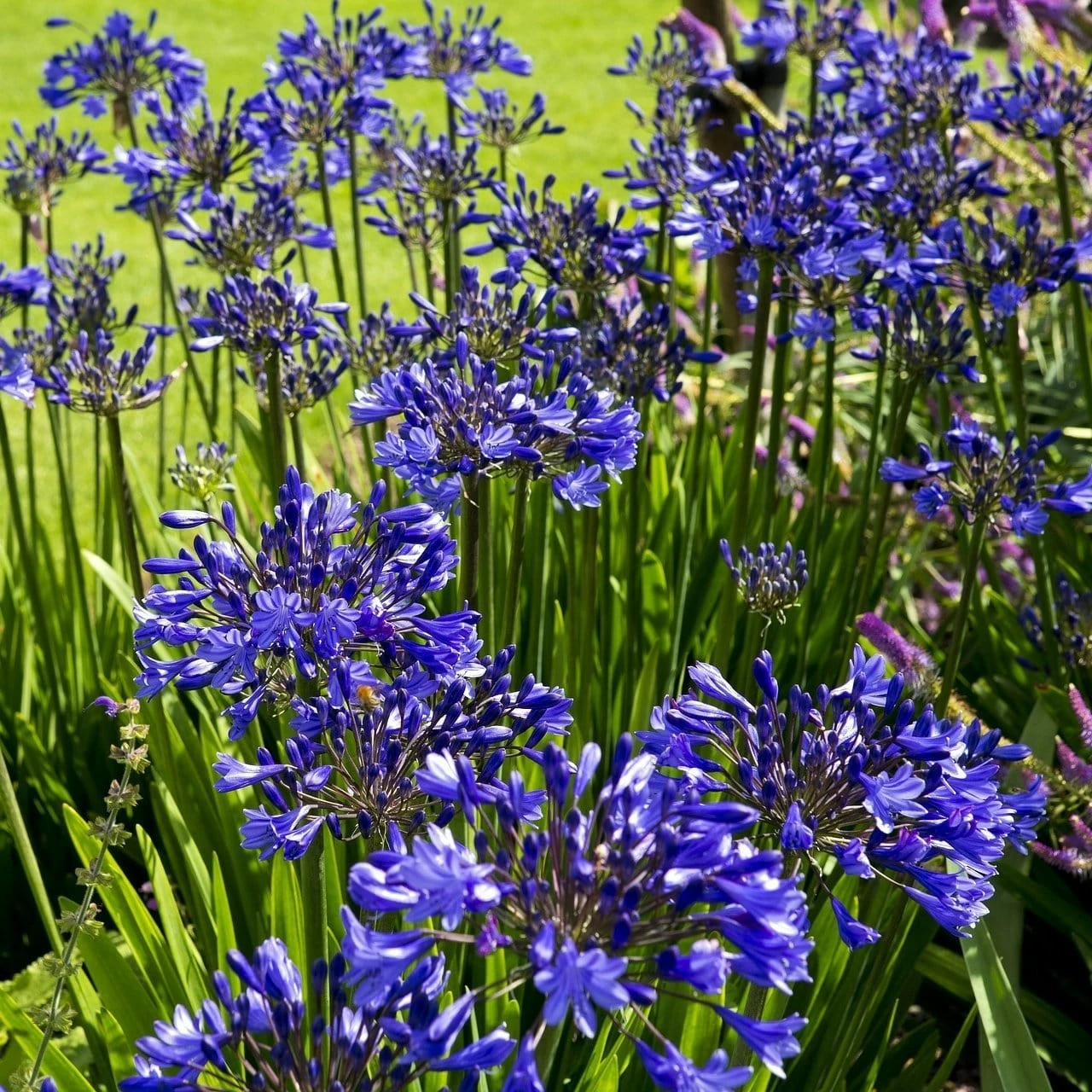 Roots Plants Agapanthus 'Lapis Lazuli' 2L Pot Perennials 4 Roots Plants Agapanthus 'Lapis Lazuli' 2L Pot Perennials