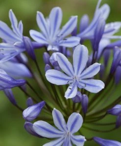 Roots Plants Perennials Agapanthus 'Sweet Surprise' 3L Pot