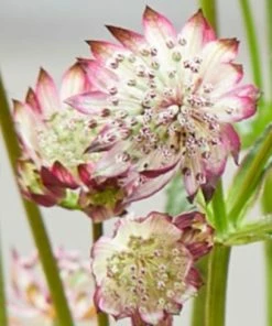 Roots Plants Perennials Astrantia 'Sparkling Stars Pink' 3L Pot 9 Roots Plants Perennials Astrantia 'Sparkling Stars Pink' 3L Pot