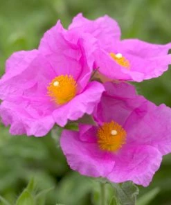 Roots Plants Perennials Cistus 'Creticus' 3L Pot