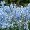 Roots Plants Delphinium 'Light Blue White Bee' Perennials 1 Roots Plants Delphinium 'Light Blue White Bee' Perennials