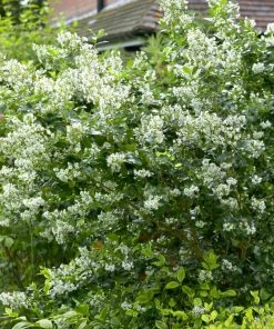 Roots Plants Escallonia 'Iveyi'