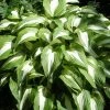 Roots Plants Perennials Hosta 'Night Before Christmas' 3L Pot