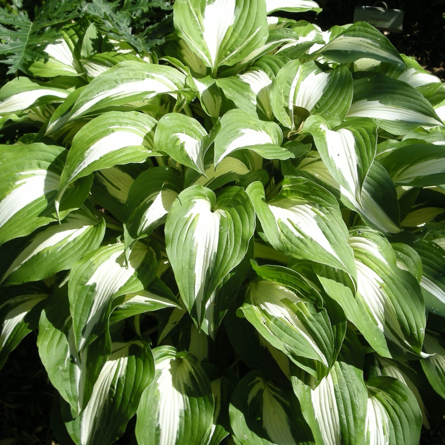 Roots Plants Perennials Hosta 'Night Before Christmas' 3L Pot 3 Roots Plants Perennials Hosta 'Night Before Christmas' 3L Pot